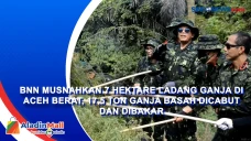 BNN Musnahkan 7 Hektare...