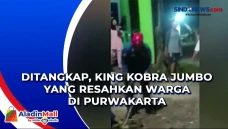 Ditangkap, King Kobra...