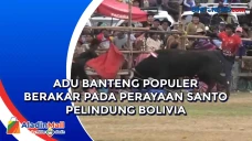 Adu Banteng Populer...