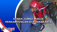 Kobra Jumbo Masuk Perkampungan...