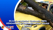 Sejumlah Pohon Tumbang...