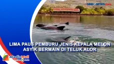 Lima Paus Pemburu Jenis...