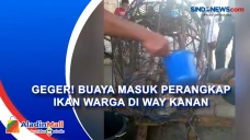 Geger! Buaya Masuk Perangkap...