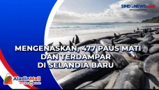 Mengenaskan, 477 Paus...