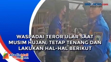Waspadai Teror Ular...