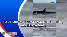 Paus Orca Terdampar...