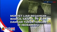Monyet Liar Resahkan...