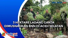 3 Hektare Ladang Ganja...