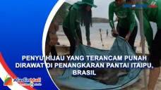 Penyu Hijau yang Terancam...