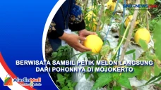Berwisata sambil Petik...
