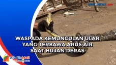 Waspada Kemunculan Ular...