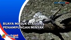 Buaya Masuk Stasiun...