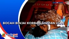 Usai Dipatuk Ular Kobra,...