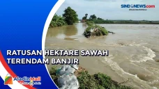 Ratusan Hektare Sawah...