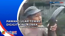 Digigit King Kobra Peliharaannya...