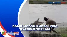 Beri Makan Buaya di...