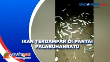 Ribuan Ikan Terdampar...