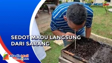 Menikmati Sedot Madu...