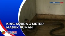 King Kobra 3 Meter Masuk...