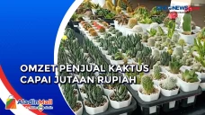 Kaktus, Tanaman Cantik...