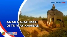 Anak Gajah Mati Mendadak...