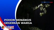 Fenomena Pohon Menangis...