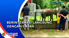 Kedatangan 2 Gajah Sumatera...