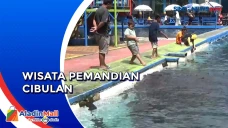 Ratusan Ikan Dewa Mati,...
