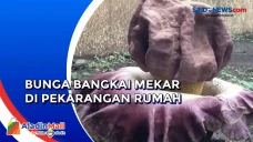 Bunga Bangkai Muncul...