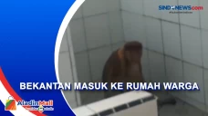 Bekantan Masuk Rumah...