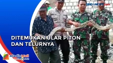 Hendak Beri Makan Ternaknya,...
