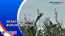 Menelusuri Wisata Mangrove...