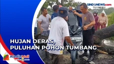Puluhan Pohon Tumbang...