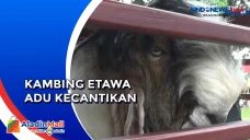 Ratusan Kambing Etawa...