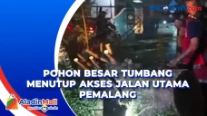 Pohon Besar di Bantarbolang...