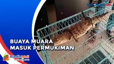 Warga Tangkap Buaya...