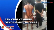 Curi Kambing dengan...