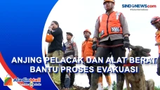 Alat Berat dan Anjing...
