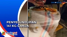 Penyelundupan 141 Kg...