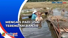 Banjir Rendam Sawah,...