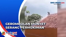 Gerombolan Monyet Liar...