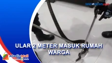 Ular Sepanjang 2 Meter...