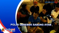 Kocar-kacir Pelaku Sabung...