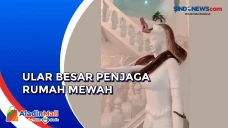 Viral ! Dikira Hiasan,...