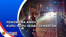 Jutaan Kupu-Kupu Serbu...