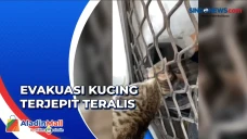 Kucing Terjepit Teralis...