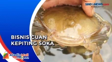 Raup Cuan dengan Budi...