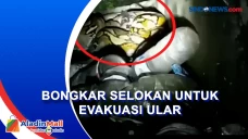 Ular Piton Bikin Warga...