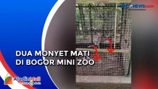 Viral! Dua Monyet Mati...