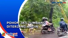Pohon Jati Tumbang Diterjang...